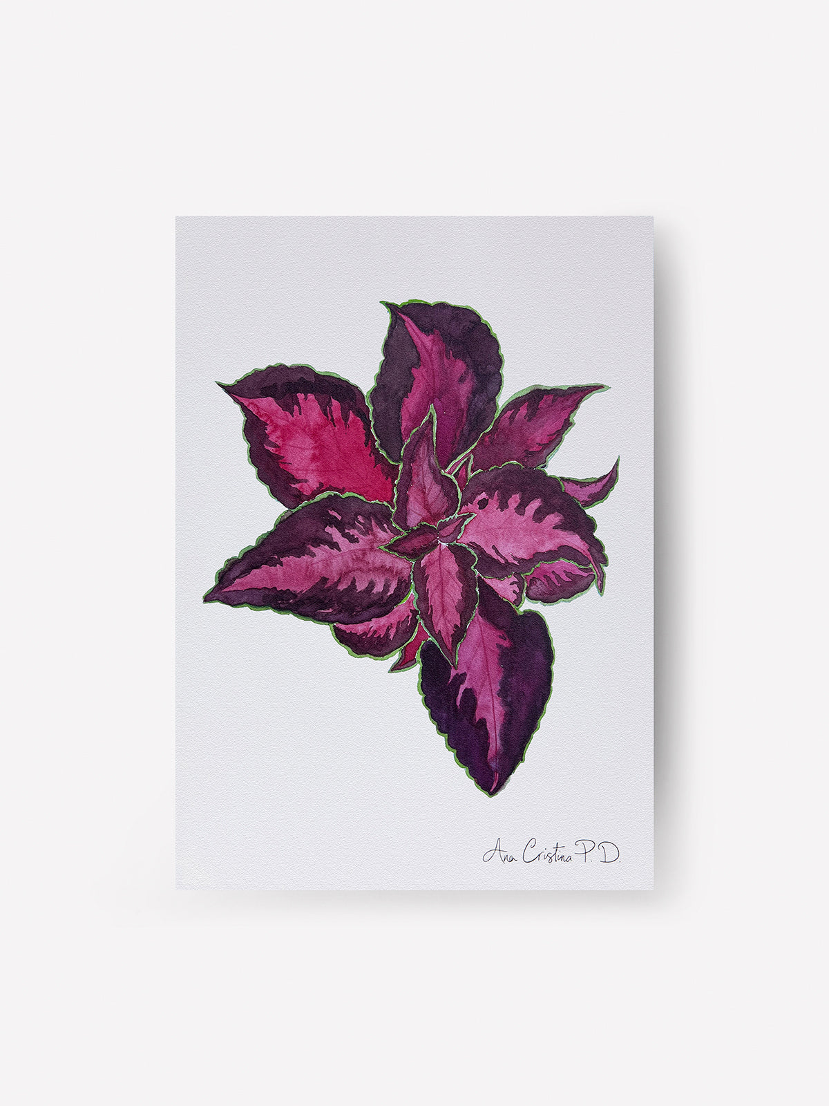 Cóleo